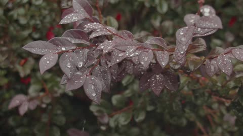 rain on leaves