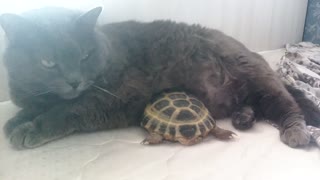 Turtle and cat incredible cuddle and nap together