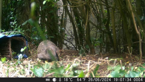 Redgehog and some surprise guests.