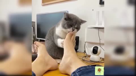 Funny cats change your mind 🥰