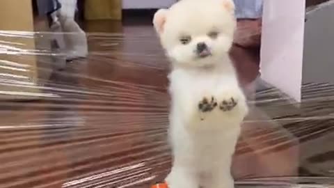 ❤cute and Lovely funny dog video❤