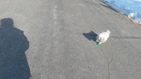 Toy Poodle, Little Peanut, faces her fears on our walk today.