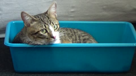 Cat in a Tray, Ready to Be Put in the Oven