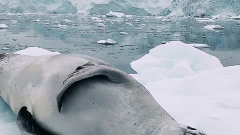 Seal Has a Satisfying Scratch While Sleeping