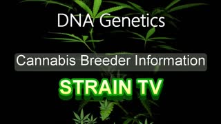 DNA Genetics - Cannabis Strain Series - STRAIN TV