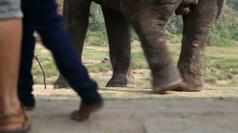 View of elephants legs