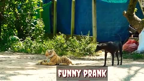 Funy Real Animal Pranks 2021 (Try not to laugh)