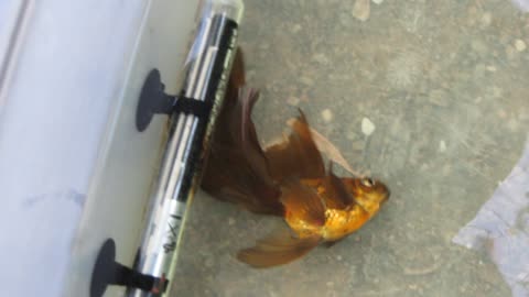 Oranda con problemas de vejiga (día +5) 1/2