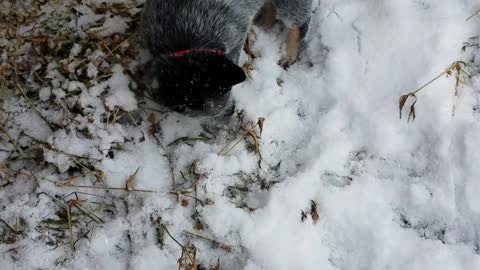 Luna Meets snow for first time