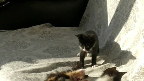 SUPER CUTE KITTENS AT PLAY