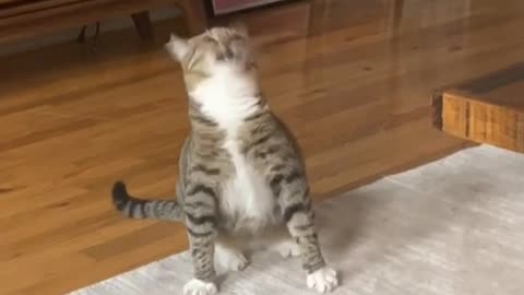 Cat Sneezes Continually in Loop