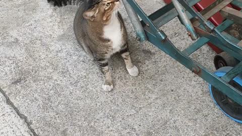 Lovely cat 😺 in Kennedy town