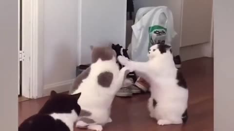 Funny cat fights | Animal funny videos compilation |
