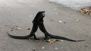 Monitor Lizards Didn't Get the Social Distancing Memo