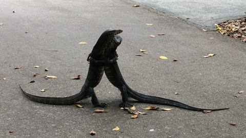 Monitor Lizards Didn't Get the Social Distancing Memo