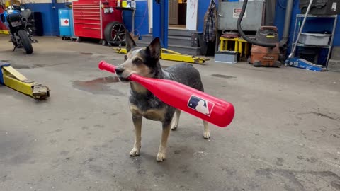 Pepper the Dog Hits a Snow Ball With a Baseball Bat