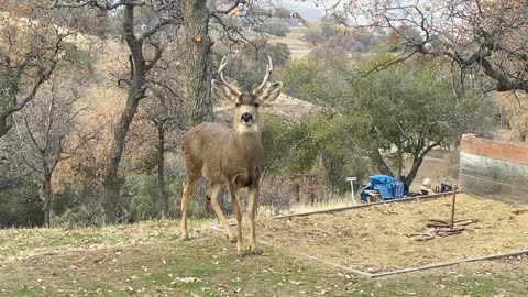 Bucks... too close for comfort