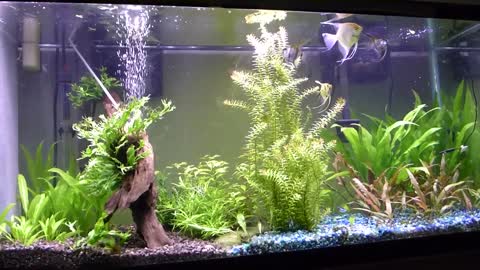 low tech Planted Tank 55 gal no CO2 no dirt (dry fertilizer )