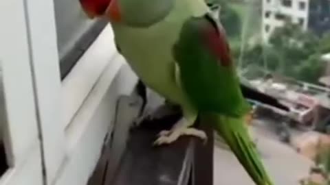 Cutest Parrot Talking
