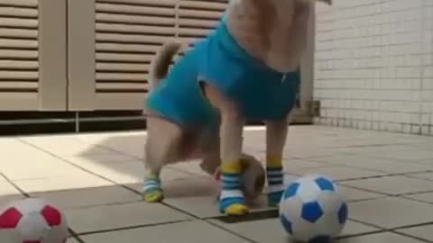 Incredible dog stunts