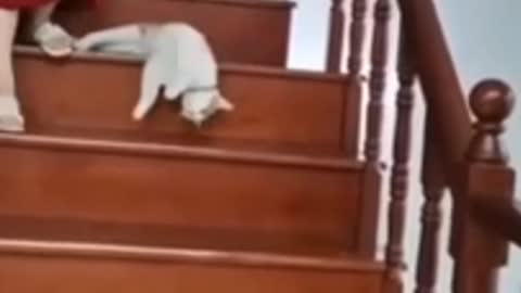 Slimy Cats Through The Stairs