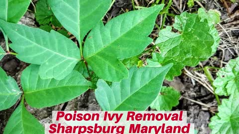 Poison Ivy Sharpsburg Maryland Landscape The Best