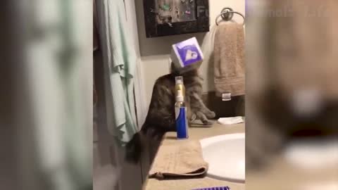Funny Cat Scares Of Ordinary Things - Cute And Funny Cat Reactions