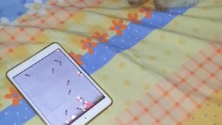 Puppy playing ipad