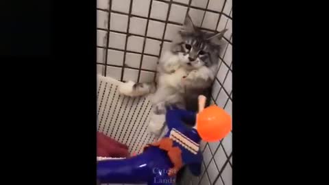 Funny Pets | Animais Engraçados