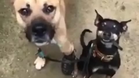 DOG helps his FRIEND... Very Touchy...!