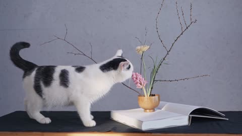 A beautiful cat is scratching flowers