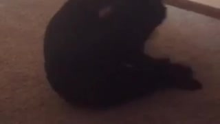 Black dog spinning in circles and biting paws