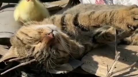cute video of a cat and a duckling))))