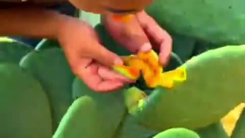 How to eat Cactus fruit! #fruitgarden #harvesting