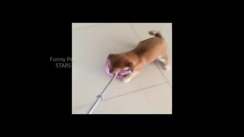 Shiba Inu dog funny videos compilation. Laugh ensured.