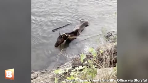 KEEP YOUR HEAD UP! Bystanders, Police Rescue Horse After Falling into River
