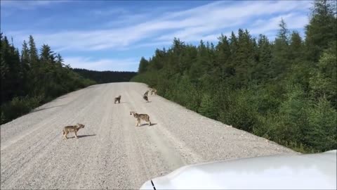 Pack of baby wolves show off their howling