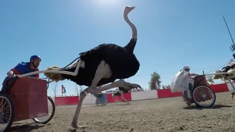 Ostrich Race Crashes in Slow Motion