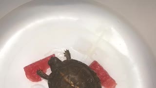 Baby Box Turtle eating watermelon.
