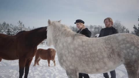 Couple walks with horses and ponies outdoors on a ranch in winter. A guy and a girl stroking horses