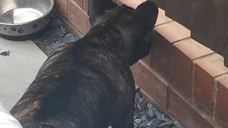 Hilarious French Bulldog Spys On Neighbours.