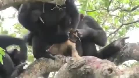 Animals fight compilation