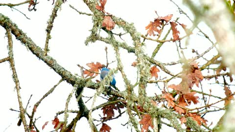 California Scrub Jay around Vancouver Lake