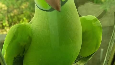 I dare you to do not love this 🦜 parrots ( his reaction after saw himself at mirror)