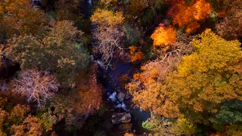 The colorful forest