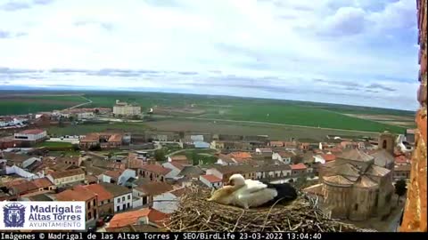 Madrigal Stork of the High Towers Nest 1