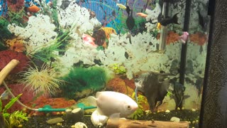 Relax Video (Home aquarium)