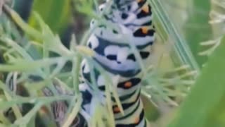 Swallowtail Caterpillar