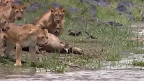 Hungry Crocodile attacks Lions