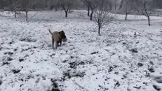 First time in snow